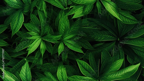  a close up of a green leafy plant with lots of leaves on the top of the leaves and bottom of the leaves on the bottom of the plant.