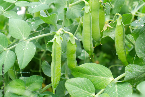 Ripe green pea pods grow in an agricultural field.Cultivation, care, harvesting, harvesting peas for winter, breeding, agronomy, vegetarianism, protein production.