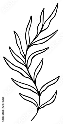 Leaf Line Art | Elegant Leaves | Botanical Plant Vector Artwork