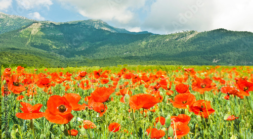 Landscape with hills and red poppies