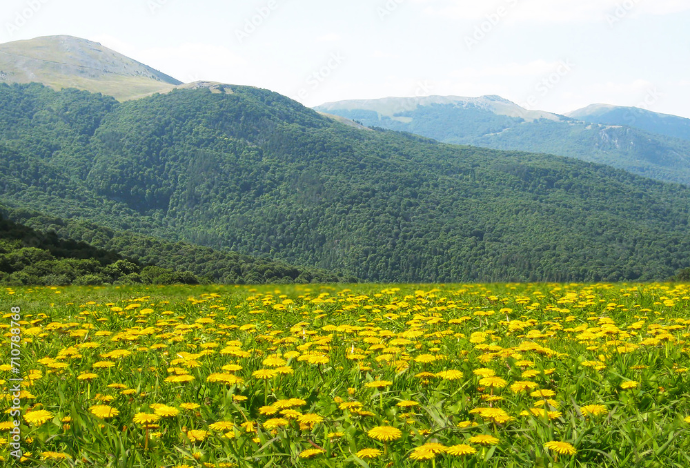 Landscape with hills and meadow with yellow dandelions