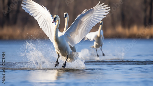 Fototapeta Naklejka Na Ścianę i Meble -  swan on blue lake water in sunny day, swans on pond, nature series