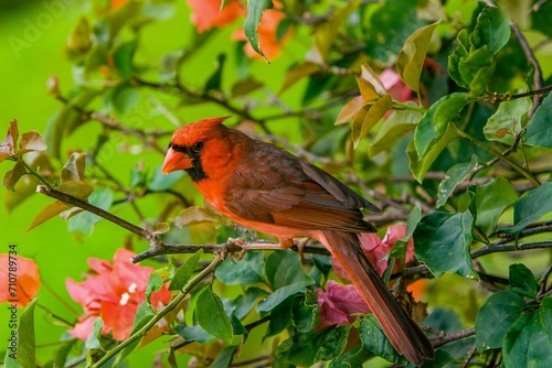 A red northern cardinal on a branch in Princeville, Kauai, Hawaii