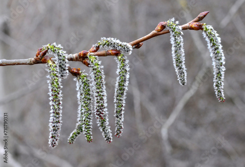 In spring, aspen blooms in nature (Populus tremula, Populus pseudotremula) photo