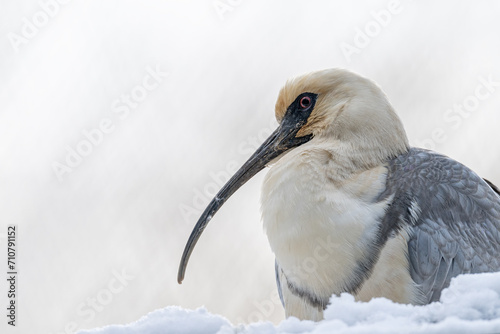 Gray-winged ibis bird portrait outdoors with snow. photo