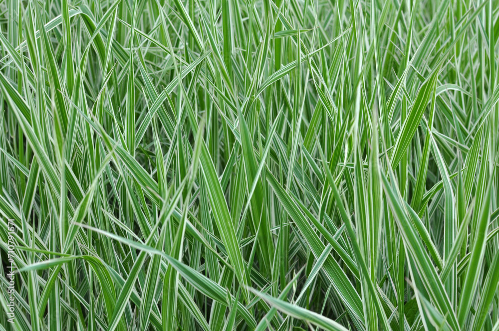 Decorative sedge grows on the flower bed