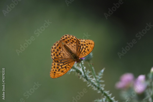 Butterfly, wild flower. Orange, green, background, detail, nature.