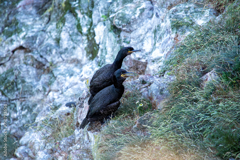 Fototapeta premium Ireland's Coastal Voyager - Great Cormorant (Phalacrocorax carbo) off the Irish Coast