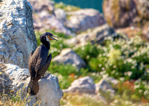 Ireland's Coastal Voyager - Great Cormorant (Phalacrocorax carbo) off the Irish Coast © fluffandshutter