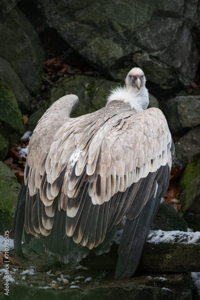 Fototapeta premium Griffon vulture and rocky background.