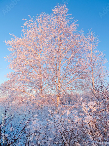 trees in winter © Evgenii Ryzhenkov