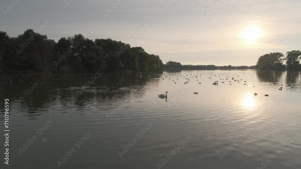 Beautiful swans and ducks swim in perfect calm sea lake at sunset. Cleaning feathers and pecks diving birds silhouettes in shimmering water golden hour Beautiful swans and ducks swim in perfect calm sea lake at sunset. Cleaning feathers and pecks diving birds silhouettes in shimmering water golden hour