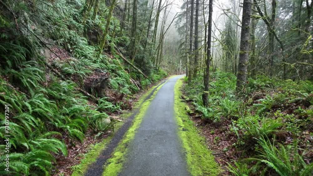 Trees, ferns, and other vegetation line the scenic Banks Vernonia trail, an old railroad bed about 25 miles west of Portland, Oregon. This forested area is popular amongst hikers, bikers, and campers.