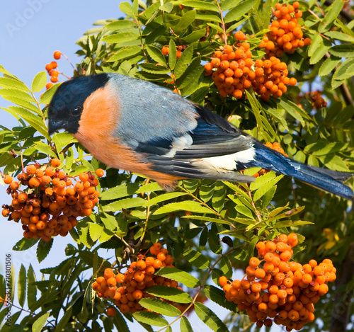 Bullfinch on branch with ashberries on sky photo