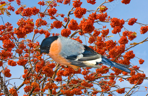 Bullfinch on branch with ashberries on sky photo