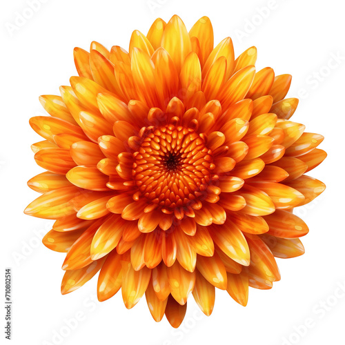 orange chrysanthemum flower isolated on transparent background