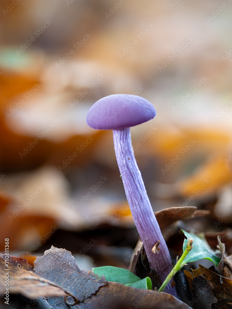Amethyst Deceiver Mushroom in Leaf Litter Amethyst Deceiver Mushroom in Leaf Litter