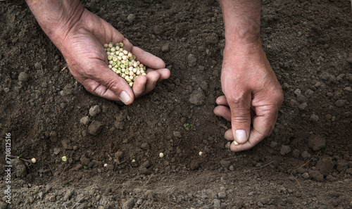 Male hands planting a pea seeds photo