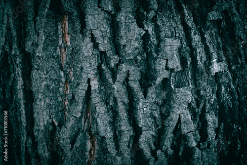 A close up of a Weeping willow tree bark texture