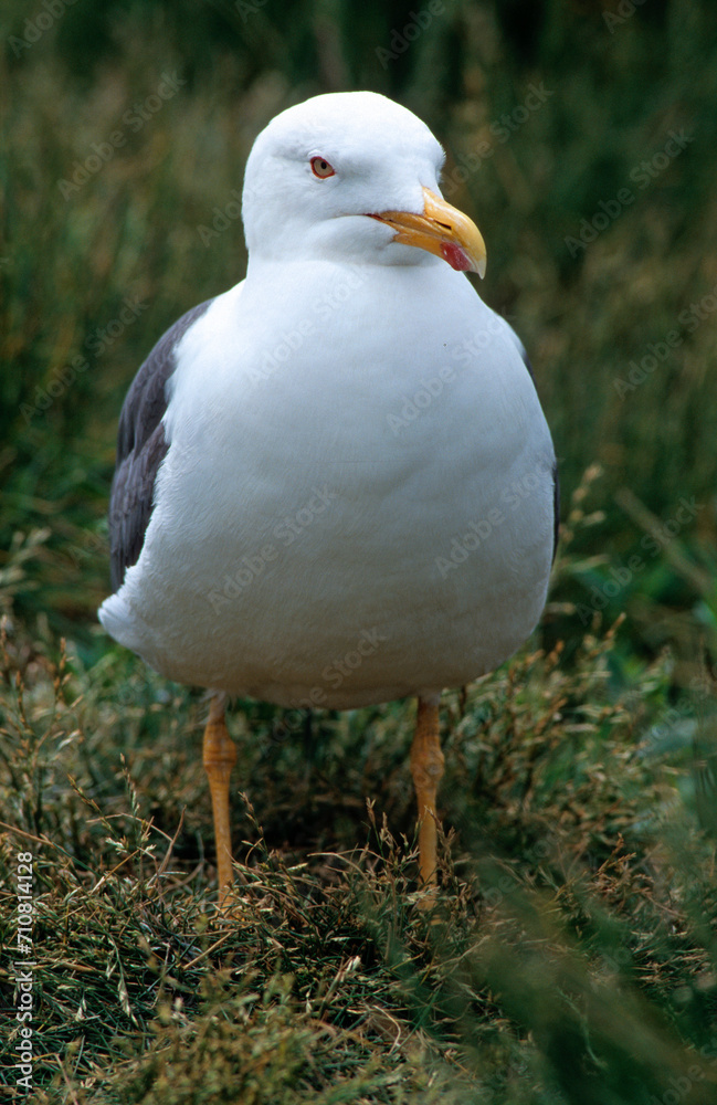 Fototapeta premium Goéland brun,.Larus fuscus, Lesser Black backed Gull