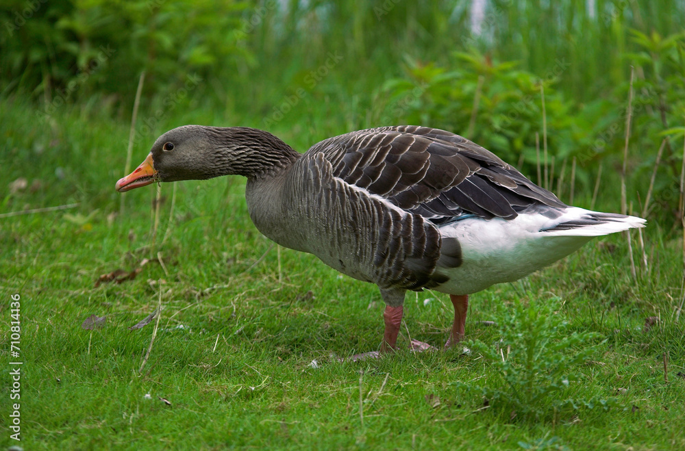 Oie cendrée, Anser anser, Greylag Goose Oie cendrée, Anser anser, Greylag Goose
