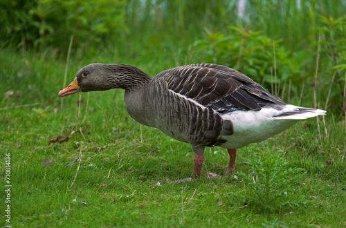 Oie cendrée, Anser anser, Greylag Goose © JAG IMAGES