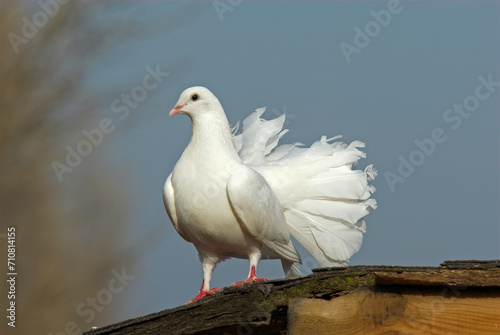 Colombe blanche, Colomba livia, Pigeon biset photo