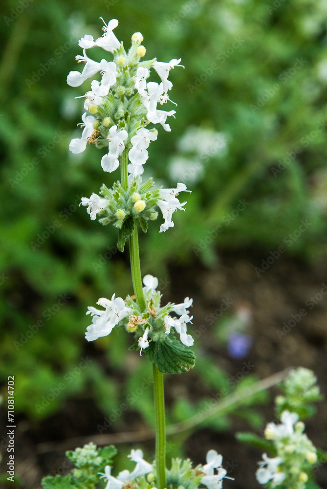 Népéta de Mussin, nepeta racemosa 'Snowflake' Népéta de Mussin, nepeta racemosa 'Snowflake'