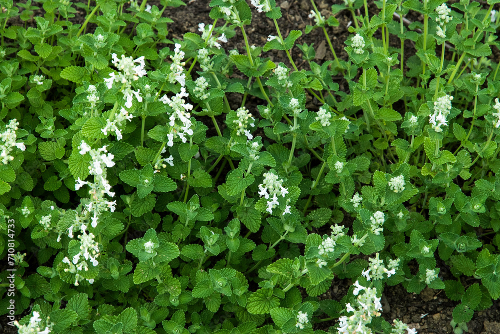 Fototapeta premium Népéta de Mussin, nepeta racemosa 'Snowflake'