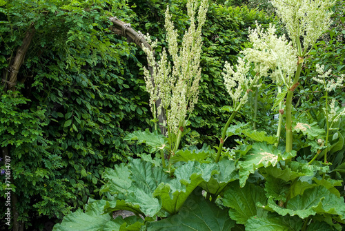 Rheum rhaponticum , Rhubarbe
