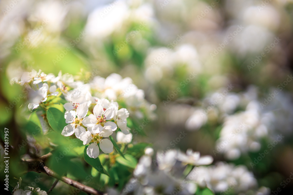the multitude of white apple blossoms is selective focus, low depth of field the multitude of white apple blossoms is selective focus, low depth of field