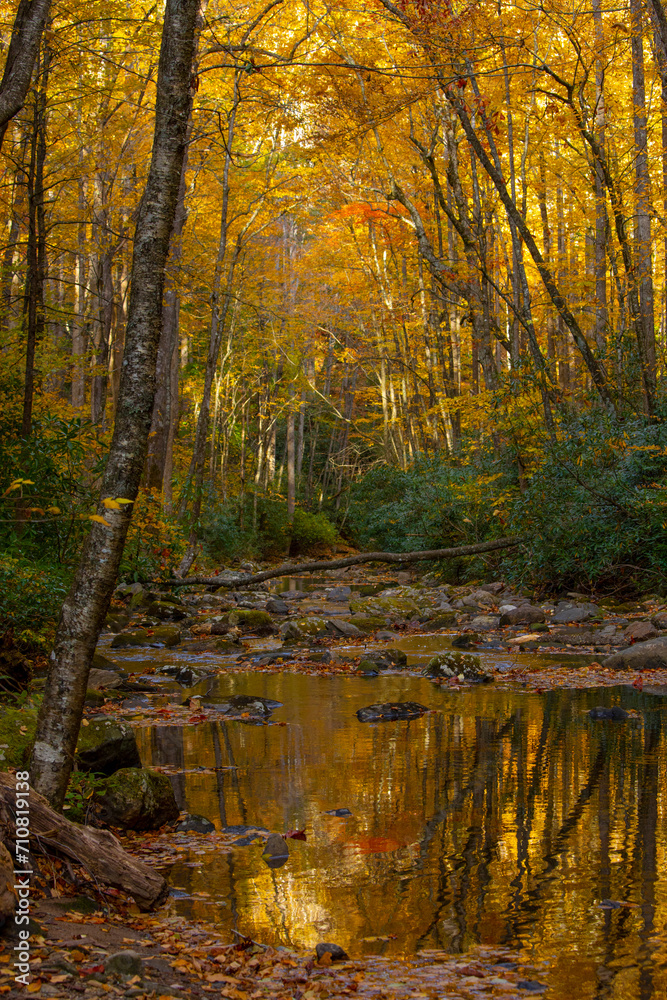 Obraz premium Vibrant autumn colors in the deep forest of the Blue Ridge Mountains of North Carolina.