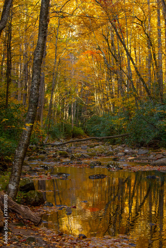 Vibrant autumn colors in the deep forest of the Blue Ridge Mountains of North Carolina.