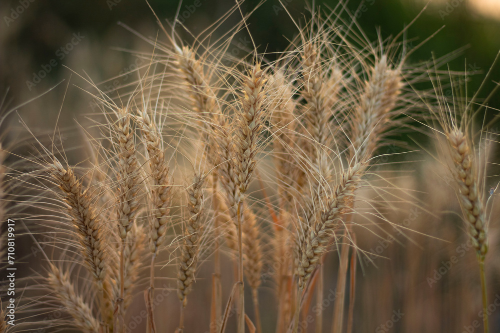 Ear of Wheat crop on agriculture field ready for cultivation. Ear of Wheat crop on agriculture field ready for cultivation.