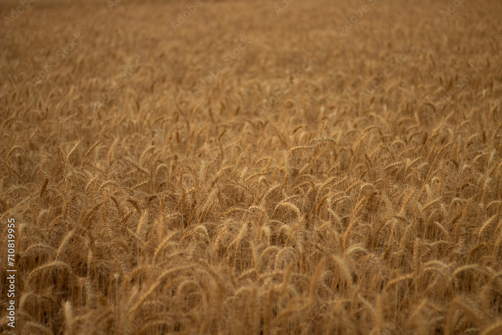 Ear of Wheat crop on agriculture field ready for cultivation. Ear of Wheat crop on agriculture field ready for cultivation.
