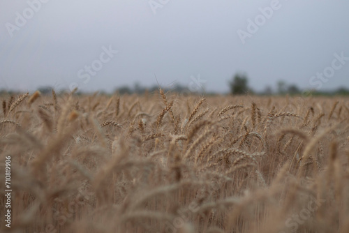 Ear of Wheat crop on agriculture field ready for cultivation.
