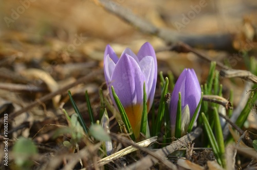 Spring blooming Crocus sieberi 'Firefly' in the garden photo