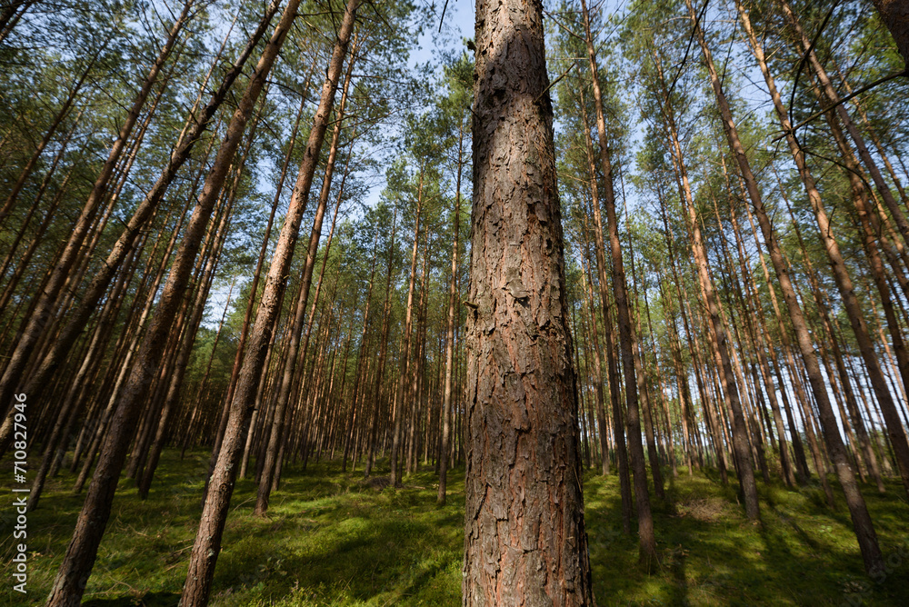 Fototapeta premium FOREST - Pine landscape in the sunlight
