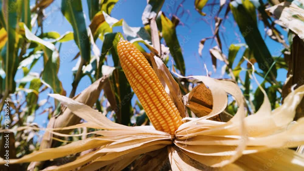 Ripe yellow corn is ready for harvest on the cornstalks, swaying in the wind in a field under the blue sky. low angle view and slow motion and handheld shot