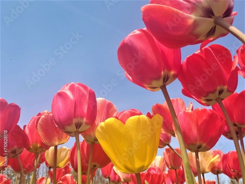 Tulips