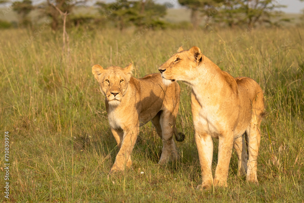 Lion pride ( Panthera Leo Leo) walking in the golden hour of dawn searching for prey , Olare Motorogi Conservancy, Kenya. Lion pride ( Panthera Leo Leo) walking in the golden hour of dawn searching for prey , Olare Motorogi Conservancy, Kenya.