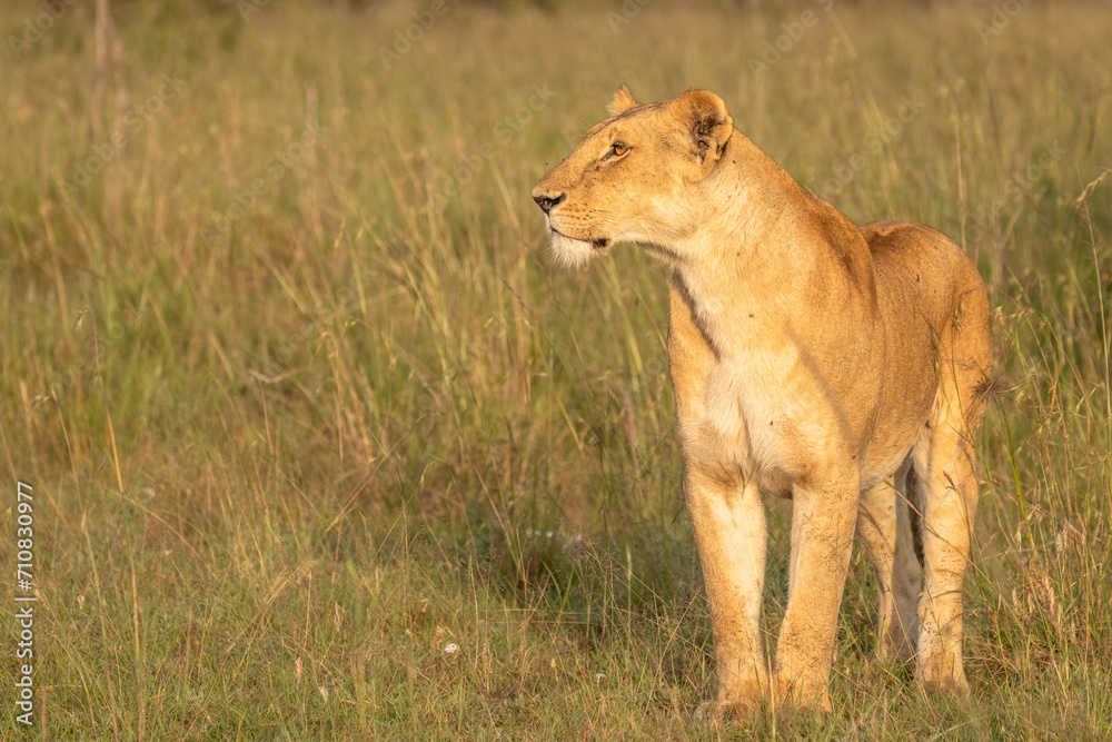 Lioness ( Panthera Leo Leo) searching for prey in the golden hour of dawn, Olare Motorogi Conservancy, Kenya. Lioness ( Panthera Leo Leo) searching for prey in the golden hour of dawn, Olare Motorogi Conservancy, Kenya.