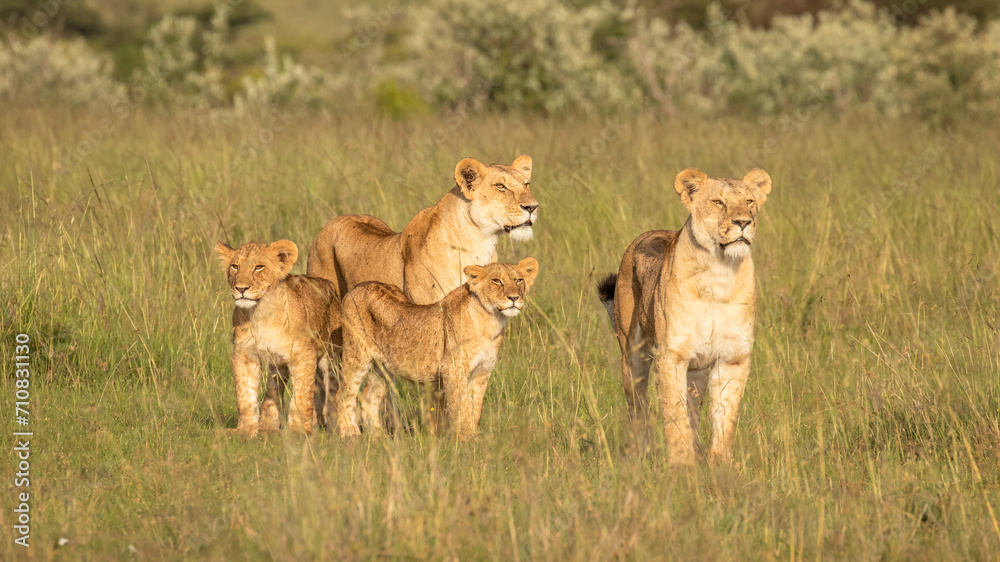 Lion pride ( Panthera Leo Leo) searching for prey in the golden hour of dawn searching for prey , Olare Motorogi Conservancy, Kenya. Lion pride ( Panthera Leo Leo) searching for prey in the golden hour of dawn searching for prey , Olare Motorogi Conservancy, Kenya.
