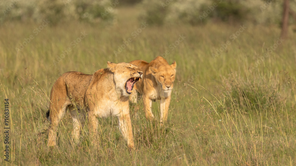 Lion pride ( Panthera Leo Leo) searching for prey in the golden hour of dawn, lioness yawning, Olare Motorogi Conservancy, Kenya. Lion pride ( Panthera Leo Leo) searching for prey in the golden hour of dawn, lioness yawning, Olare Motorogi Conservancy, Kenya.