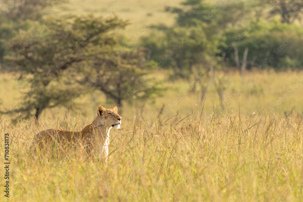 Obraz premium Lioness ( Panthera Leo Leo) searching for prey in the golden hour of dawn, Olare Motorogi Conservancy, Kenya.