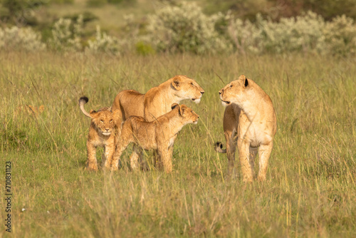Lion pride ( Panthera Leo Leo) walking in the golden hour of dawn searching for prey , Olare Motorogi Conservancy, Kenya. photo