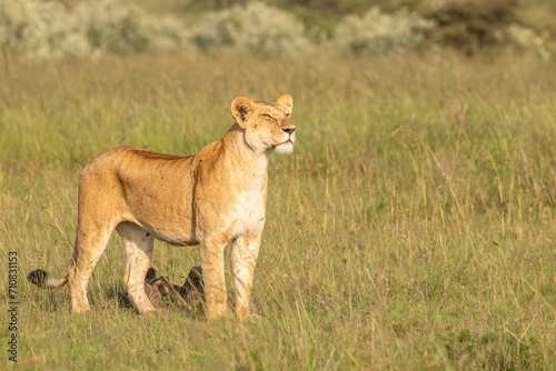 Lioness ( Panthera Leo Leo) searching for prey in the golden hour of dawn, Olare Motorogi Conservancy, Kenya.
