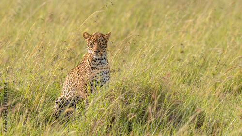 Female leopard   Panthera Pardus  looking at the camera  Olare Motorogi Conservancy  Kenya.