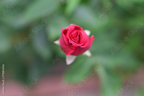 One big red rose on blurred background. Bright red roses bush blooming. Rose with drops of water after rain in summer park. Care of garden roses shrubs, Red rose bushes in the garden close up.