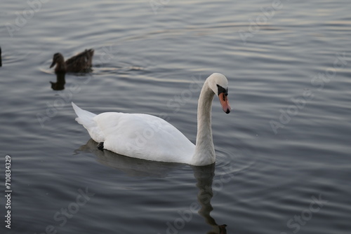 Close-up of mute swan swimming on lake